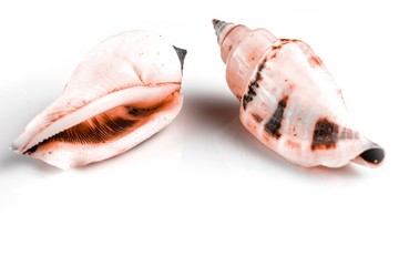 Macro texture. Living Coral pastel color seashells isolated on white background. Dreamy gentle air artistic image. Soft focus