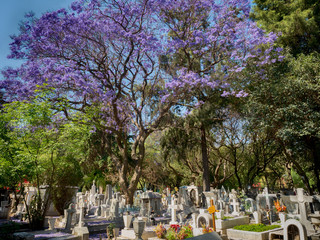 Jacaranda in a Cemetery in Mexico City