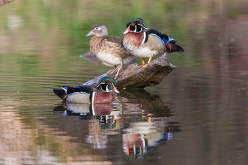 wood ducks (Aix sponsa) in spring