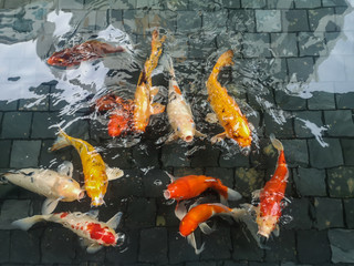 Koi fish or Fancy carp fish in pond.