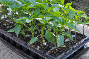 Growing seedlings of sweet pepper in cassettes