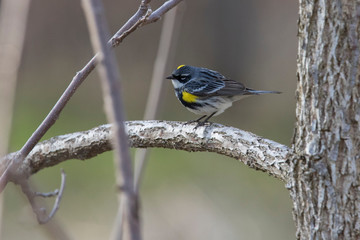 yellow-rumped warbler (Setophaga coronata)