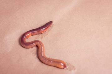 Obraz premium A magnificent fat earthworm crawls across the paper. Close-up, macro, selective focus.