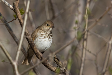  hermit thrush (Catharus guttatus) in spring