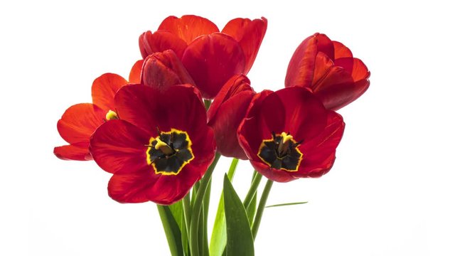 Beautiful bouquet of red tulips on a white background. Opening red Tulip flowers. Interval. Springtime. Holiday. Celebration. 4K