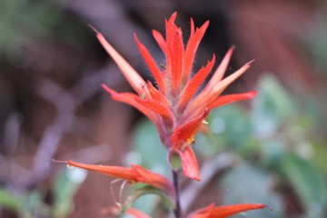 Indian paintbrush wildflower close up in field