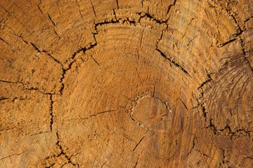 Vida del árbol