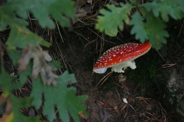 Amanita entre robles
