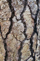 Brown Pine Tree Bark