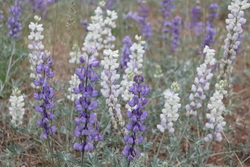 White and blue purple wildflower lupine in field