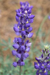Blue or Purple Lupine close up and spectacular!