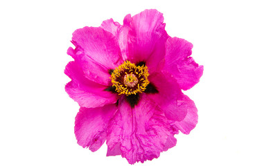 peony flower isolated