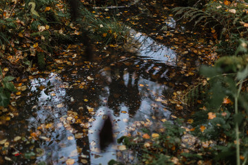 Autumn forest. A reflection of a couple standing on a bridge in a forest swamp. Fallen foliage on the water.