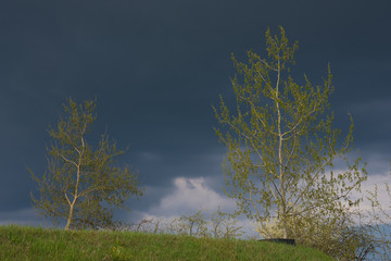 Obraz na płótnie Canvas Spring. Two young trees against a dark sky. The sky before a thunderstorm.