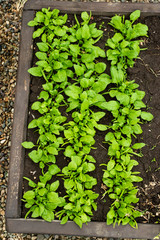 Fresh organic leaves of spinach in the garden