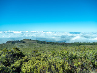 Fototapeta na wymiar Blue sky and lush green vegetation above the clouds with copy space.