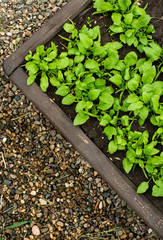 Fresh organic leaves of spinach in the garden