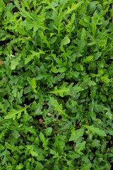 Arugula plant growing from soil in organic vegetable garden.
