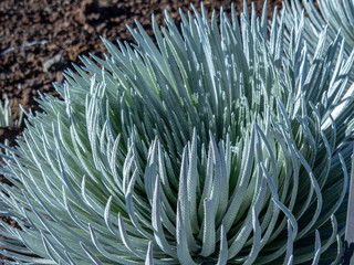 Naklejka na ściany i meble Ahinahina or Silversword, one of the few plant species that thrives in the Haleakala Crater, lives up to 90 years and flowers only once and then dies.