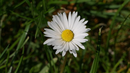 Obraz premium Gänseblümchen