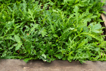 Arugula plant growing from soil in organic vegetable garden.
