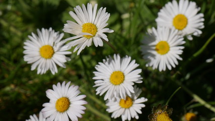 Fototapeta premium Gänseblümchen