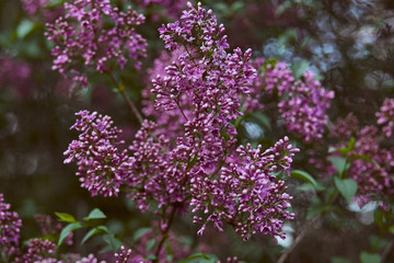 purple lilac flowers