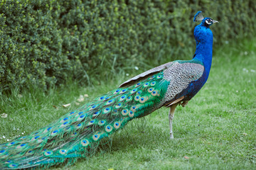 Fototapeta premium peacock in the park