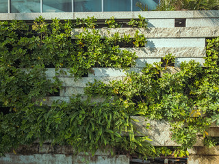 green plants growing on the marble wall outside oct happy harbour in shenzhen china, shot on iphone