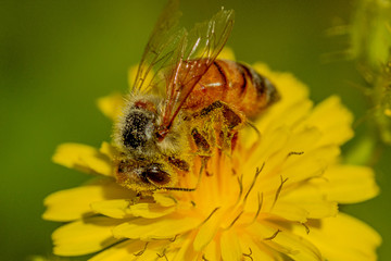 Bee on the flowers