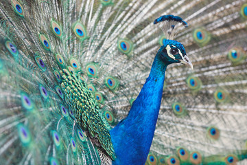 peacock with feathers