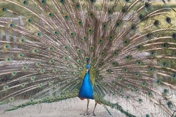 Fototapeta premium peacock with feathers