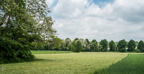 Campi e alberi in primavera