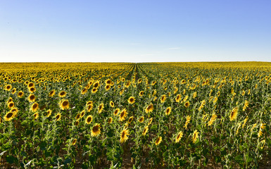 Sunflowers field under a nice blue sky