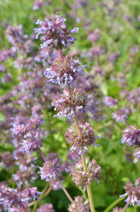 In nature, the blooms Salvia verticillata