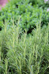 Obraz premium Rosmarin - Küchenpflanze 