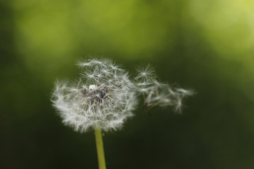 Pusteblume fliegt im Wind, Dandelion, Löwenzahn, Pusteblume