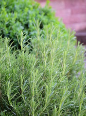 Obraz premium Frischer Rosmarin im Kräutergarten 