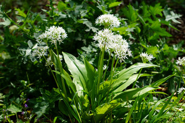 Blühender Bärlauch im Wald - 
Flowering wild garlic in the forest