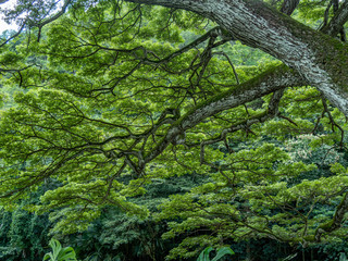 Graceful branches of beautiful tree with sunlight shining through leaves.
