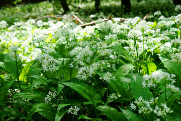 weiß blühender Bärlauch im Wald in Nahaufnahme - 
white flowering wild garlic in the forest in close-up