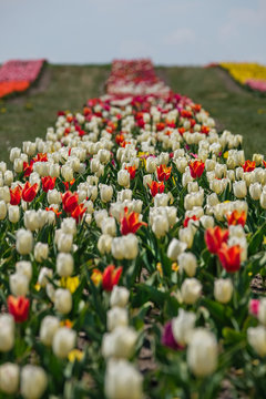 Colorful carpet of flowers. Group of colorful tulips. Selective focus. Colorful tulips photo background.