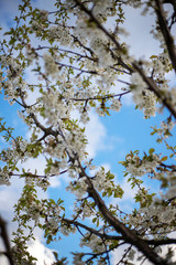 Tree with white flowers and blue sky