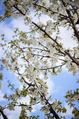 Tree with white flowers and blue sky