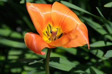 Orange tulip near end of its life. Closeup with stamen and pollen