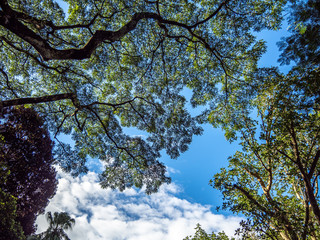 Looking up at blue sky through lacey green leaves.