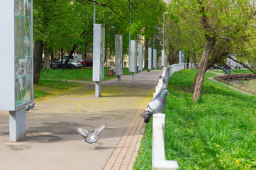 Naklejka premium pigeon sitting on the railing next to a man