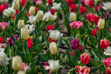 Colorful carpet of flowers. Group of colorful tulips. Selective focus. Colorful tulips photo background.