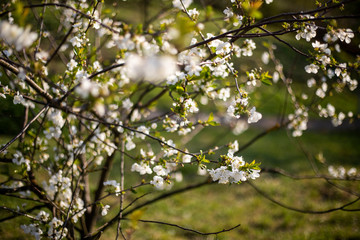 Tree with white flowers