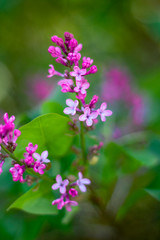 Obraz premium Purple and pink flowers and leaves